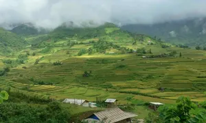 'Mùa vàng' Mù Cang Chải, Hoàng Su Phì không bị ảnh hưởng bởi bão lũ